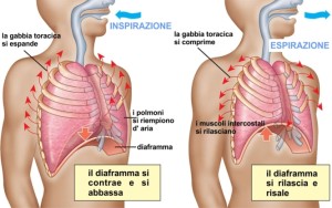 respirazione-polmoni-diaframma